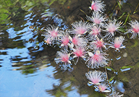 青空を映した水面を漂うサガリ花