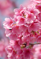 満開の寒緋桜（カンヒザクラ）