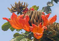 カエンボクの花