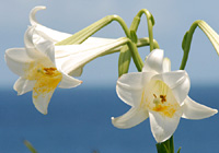 海辺の白い花