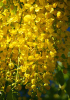 金色の花