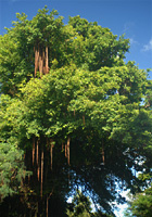 ガジュマルの大木