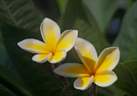 タヒチの花
