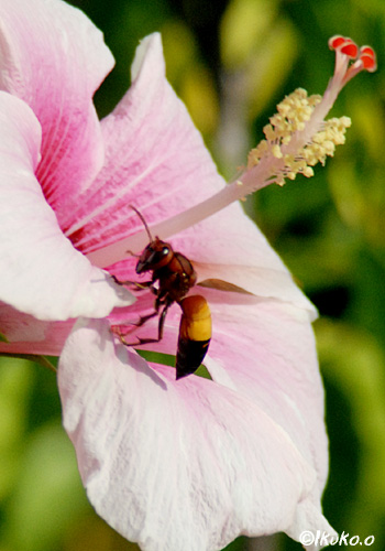 蜜を集めるハチ