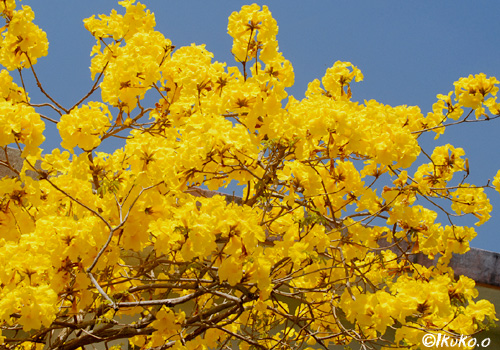 咲き乱れる黄金色の花