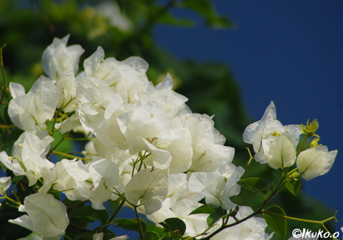 清純な白い花