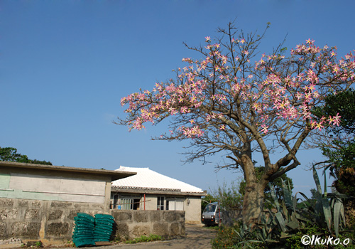 古い民家とトックリキワタの木