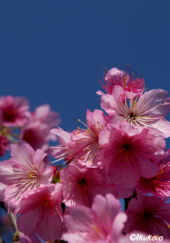 青空とピンクの花
