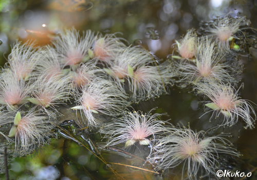 水に漂うサガリバナの花