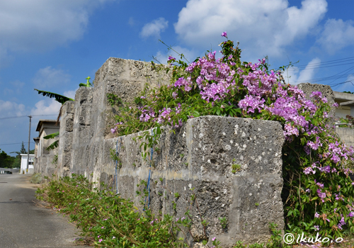 琉球石灰岩の塀と花の塊
