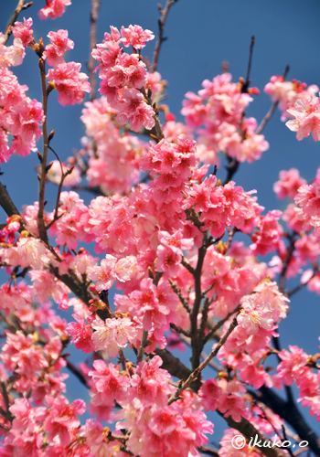 満開の寒緋桜と青空