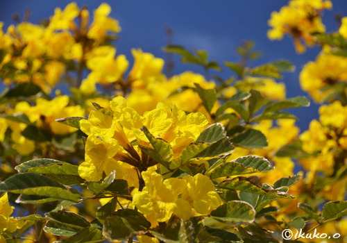 黄金色の花のかたまり イッペー 宮古島写真集 てぃだぬすま宮古島