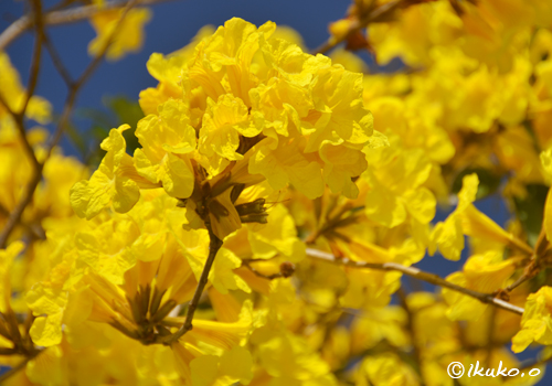 黄金色の花のかたまり イッペー 宮古島写真集 てぃだぬすま宮古島