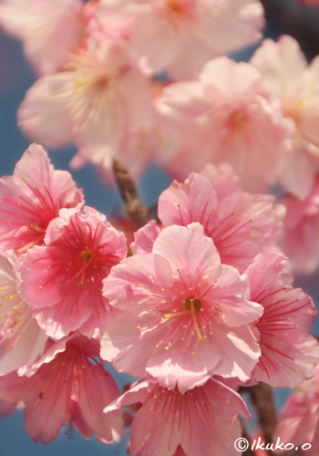 寒緋桜の可憐な花