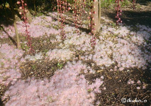 地面を覆うピンクの花