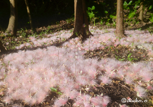 ピンクの花の絨毯