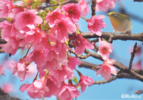 緋寒桜とメジロ