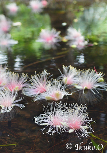 水面を漂うサガリ花