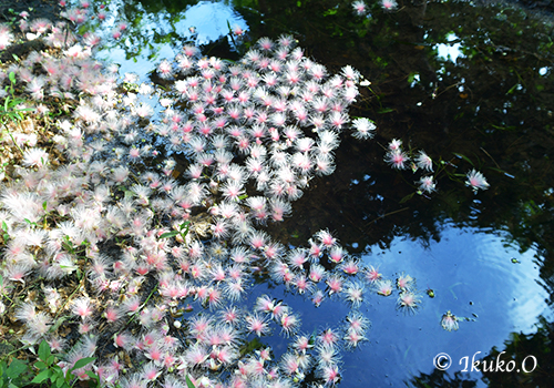 水面に映る青空とサガリ花