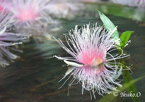 水面を漂うサガリ花