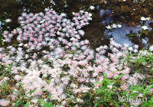水面に降り積もるサガリ花