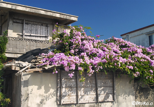 ニンニクカズラの花の屋根