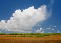 広大な畑と雲