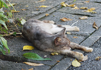 道端で寝そべる島猫
