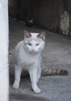 青い目の島猫