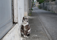 路地に座る島猫