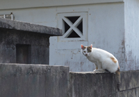 塀の上の島猫
