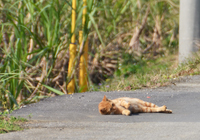 道路に寝転ぶ島猫