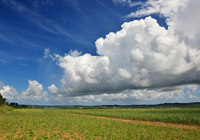 サトウキビ畑の上の夏雲