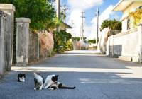 道路でくつろぐ島猫たち