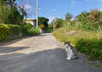 路地と島猫