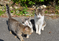 路地で出会った島猫たち