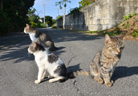 路地にたむろする島猫たち