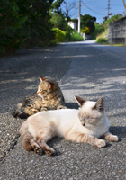 路地でくつろぐ島猫たち