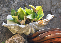 シャコ貝の植木鉢