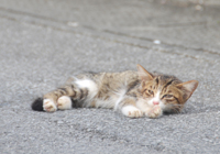 道路で寝そべる子猫