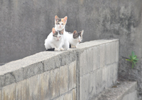塀の上の子猫達