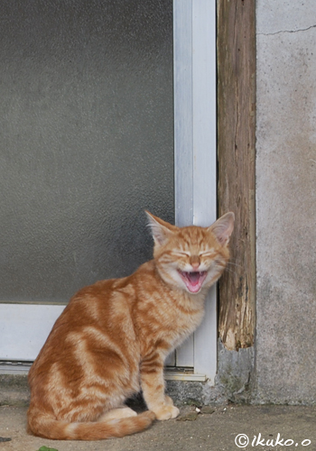笑う島猫