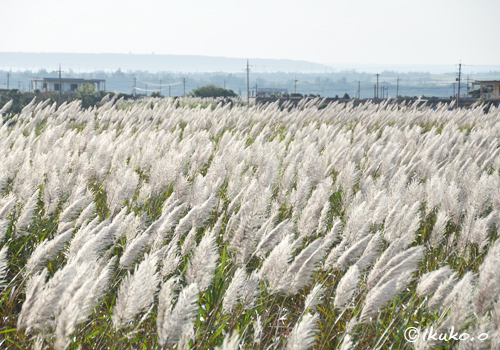 白く輝くサトウキビ畑
