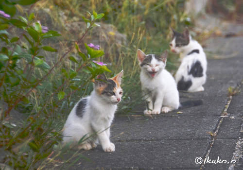 子猫のいる風景vol2 宮古島写真集 てぃだぬすま宮古島
