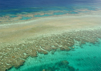 フナウサギバナタの珊瑚礁