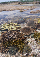 海上の珊瑚礁