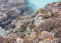 海上の珊瑚礁