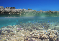 白鳥湾のサンゴ礁