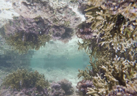 サンゴと水面の鏡像