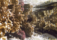 水面に映るサンゴの鏡像